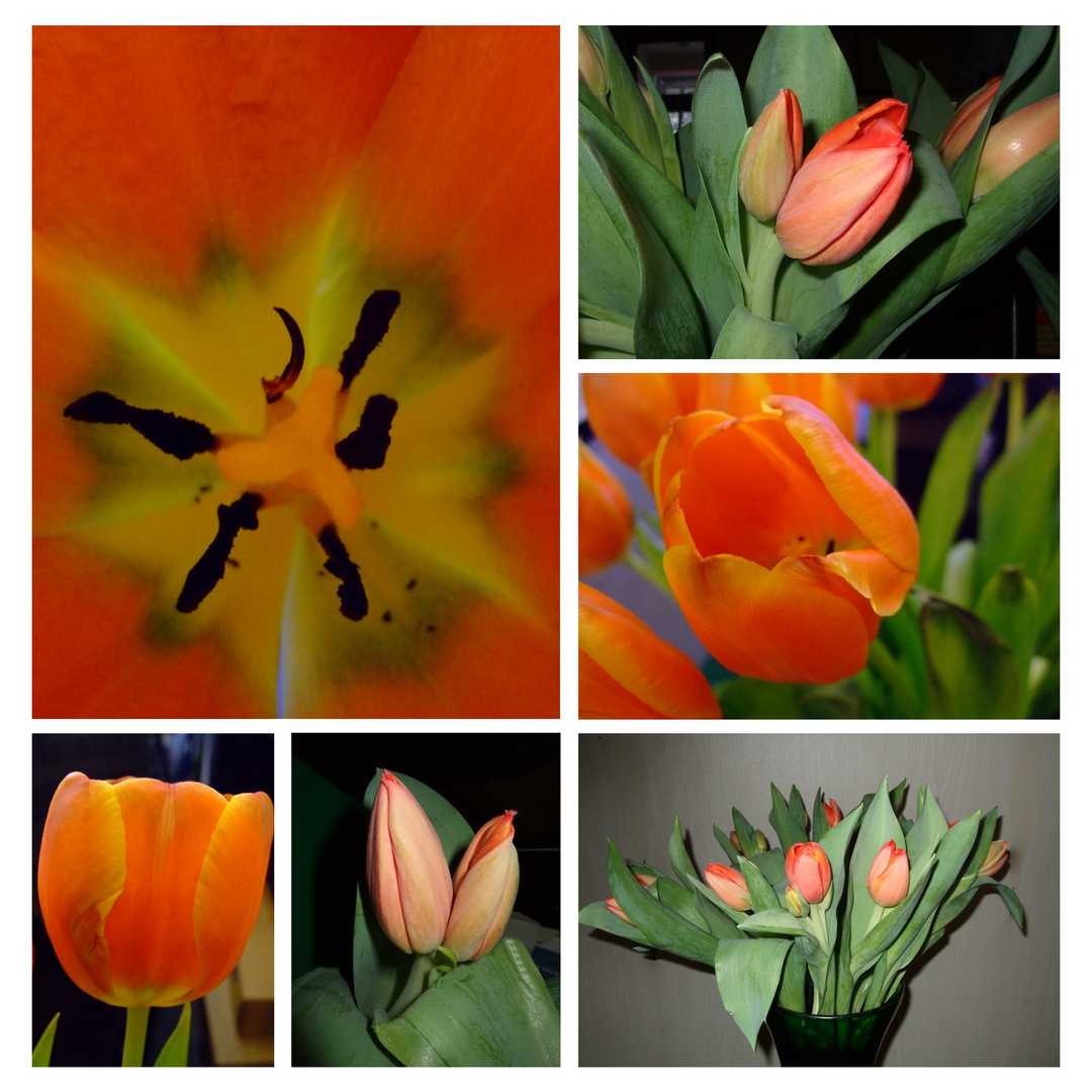 Tulpen