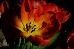 Tulpen # 27