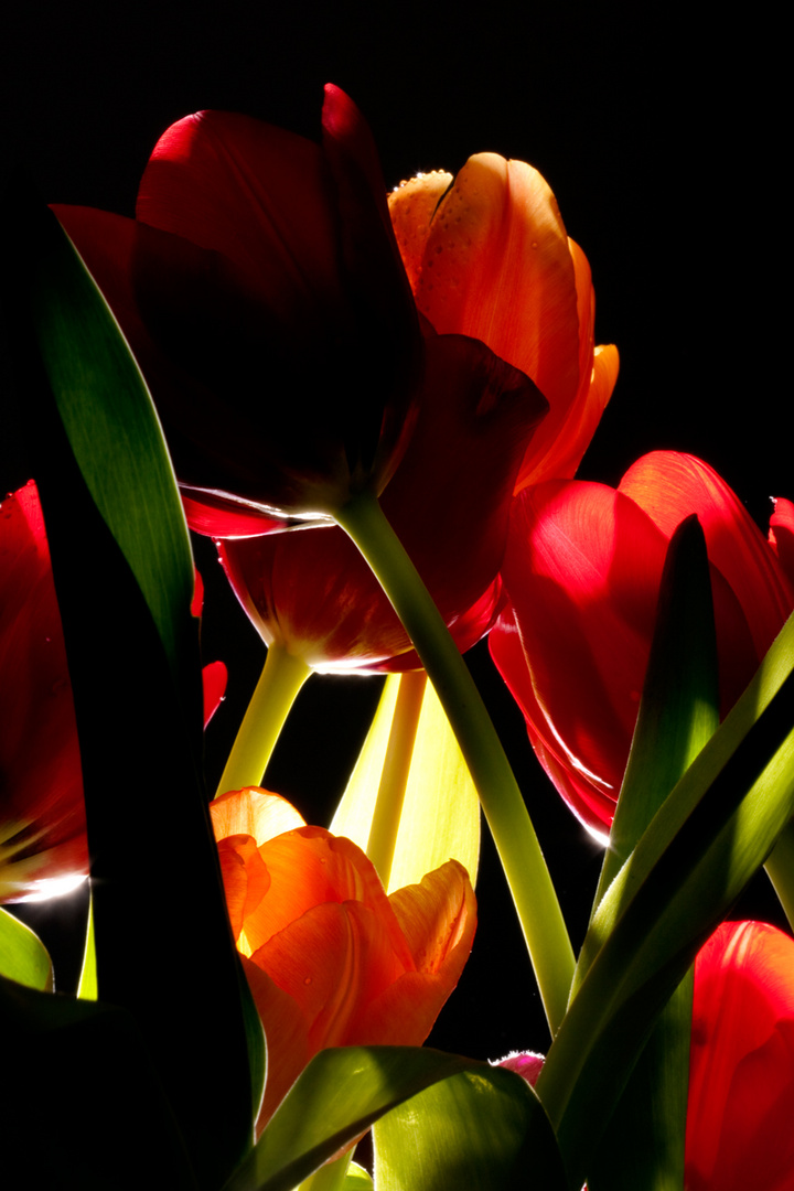 Tulpen