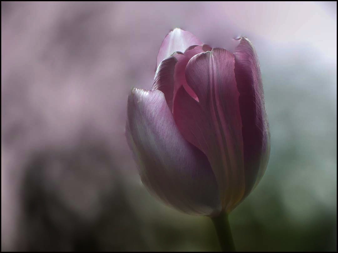 Tulpen...