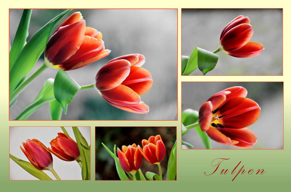 Tulpen...