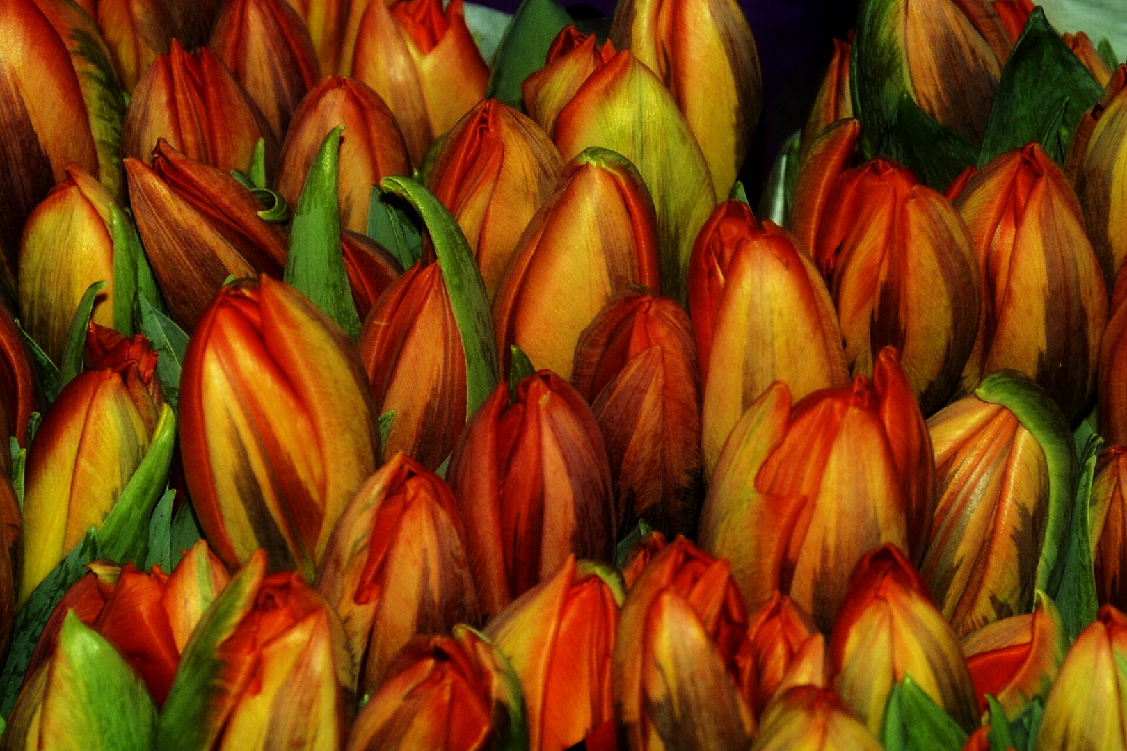 TULPEN