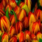 TULPEN