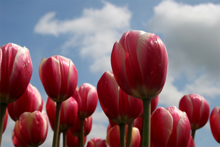 Tulpen