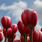 Tulpen