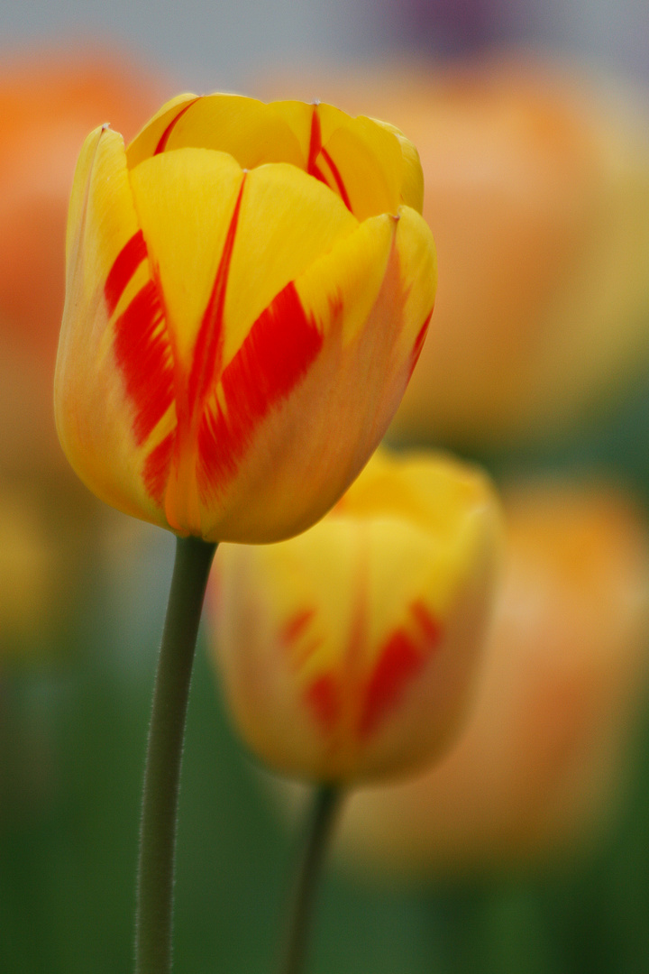 Tulpen