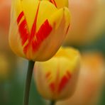 Tulpen