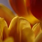 Tulpen