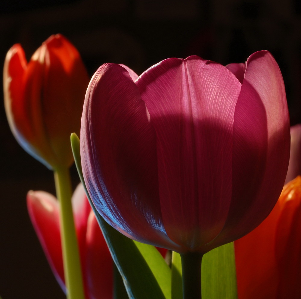 Tulpen