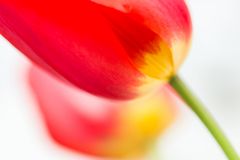 Tulpen