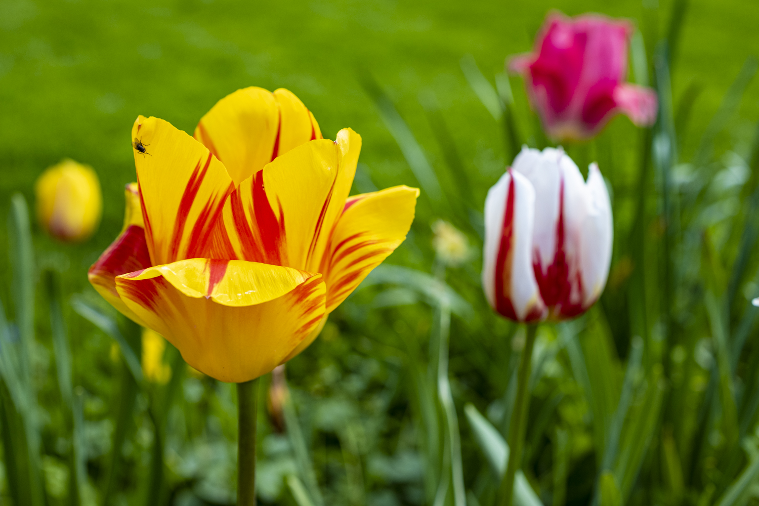 Tulpen: