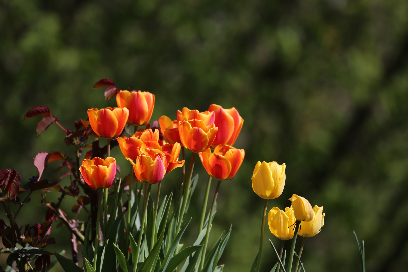 Tulpen