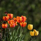 Tulpen