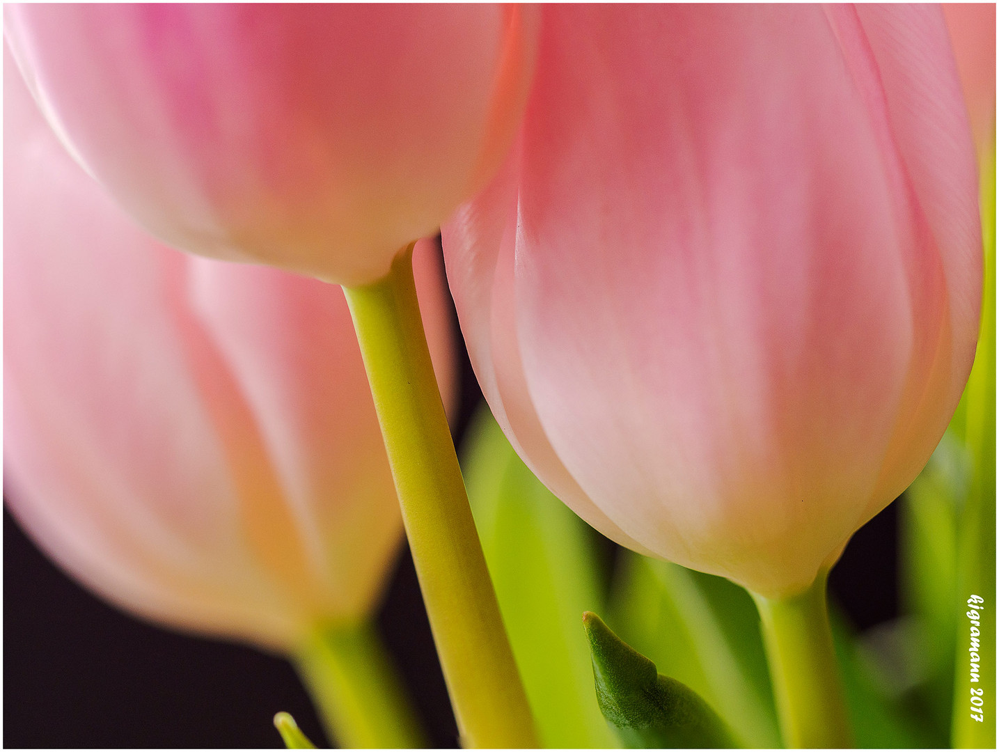 tulpen......