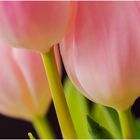 tulpen......