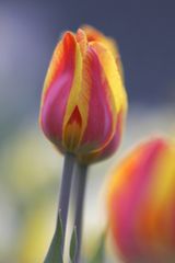 Tulpen