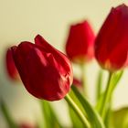 Tulpen