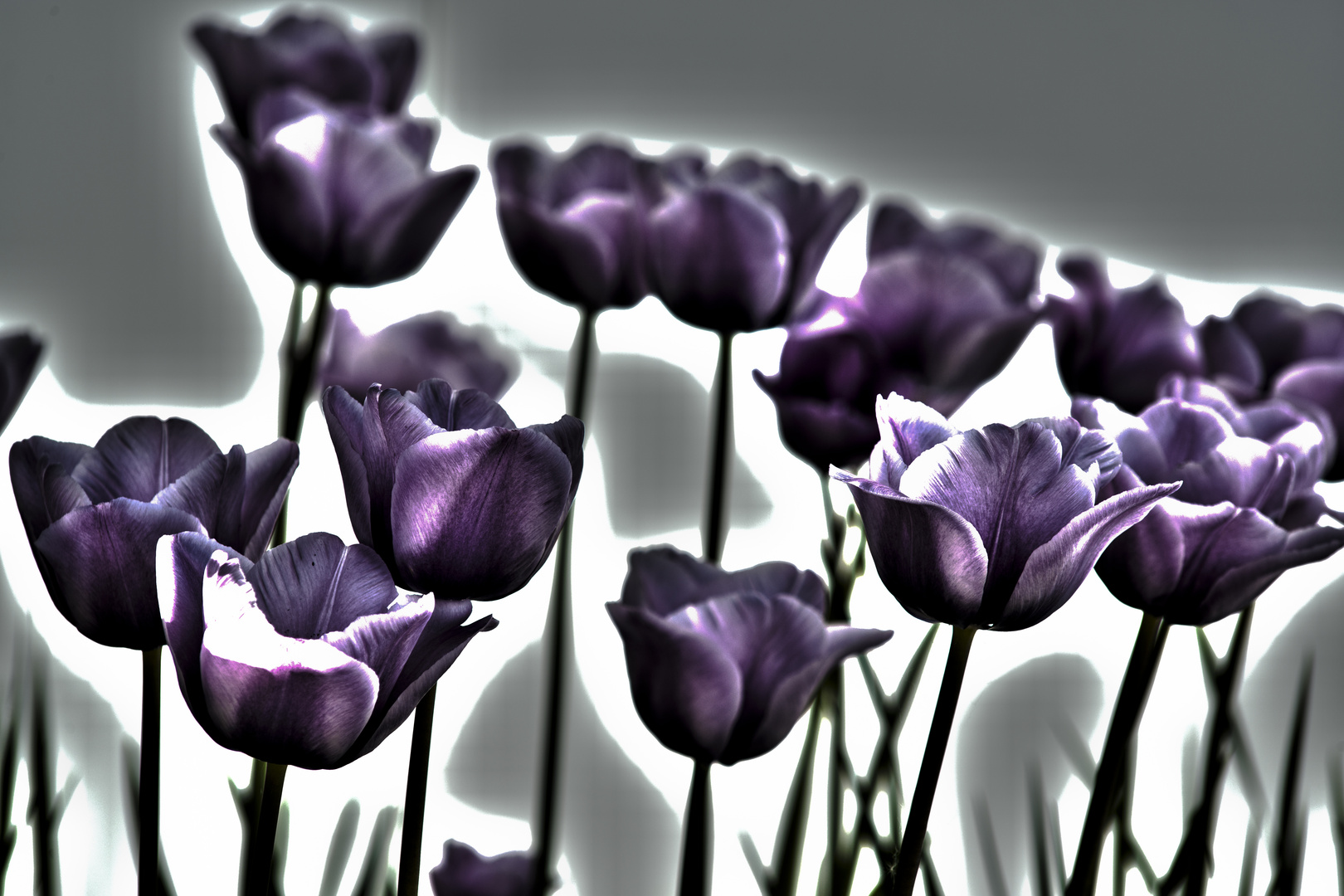 Tulpen