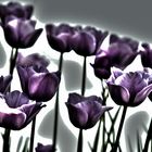 Tulpen