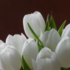 Tulpen