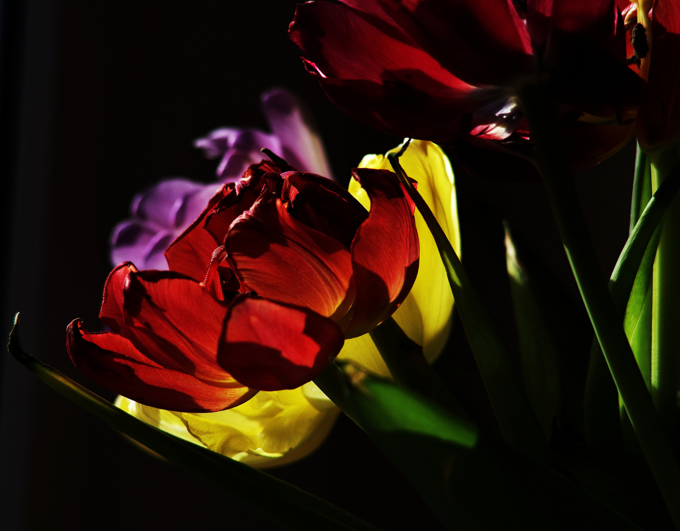 Tulpen