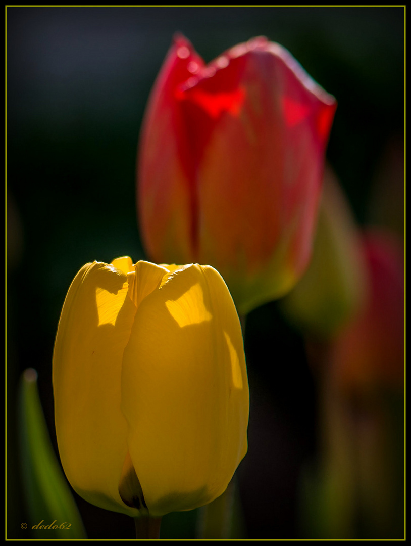 Tulpen 3