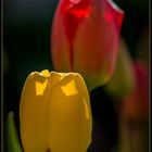 Tulpen 3