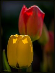 Tulpen 3