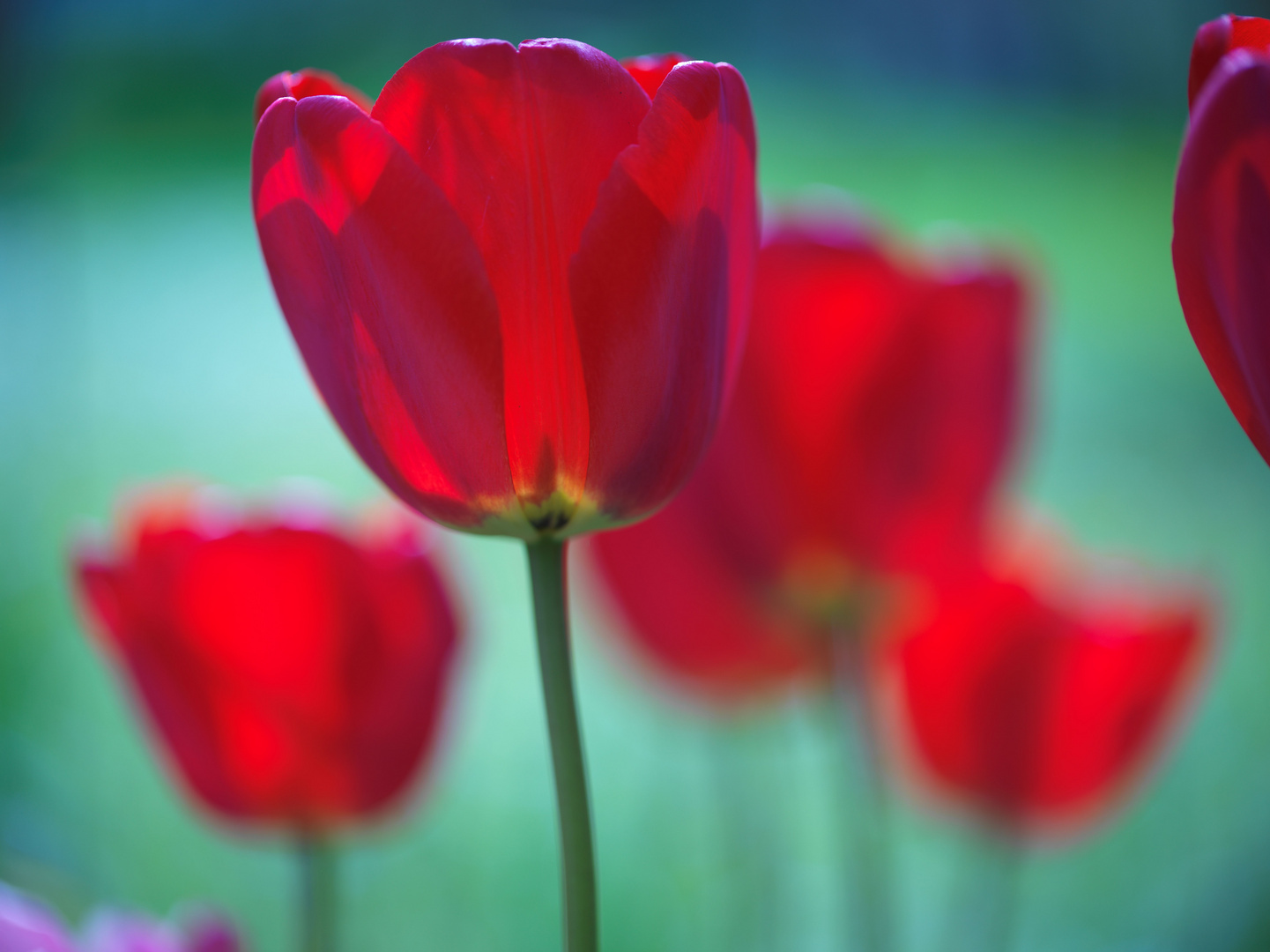 Tulpen 3