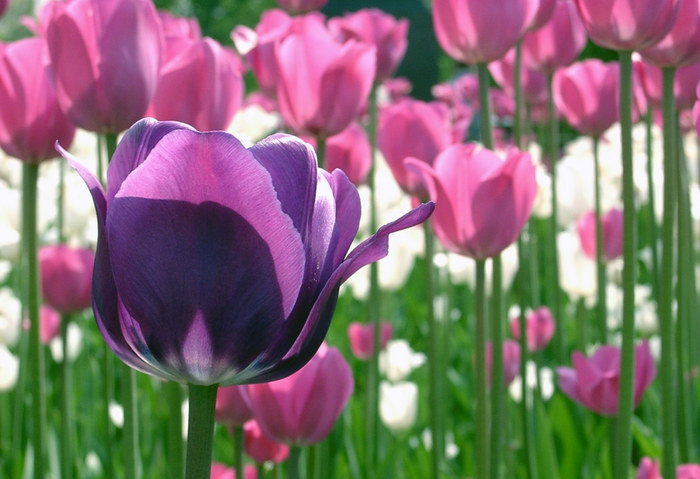 Tulpen - 3 -