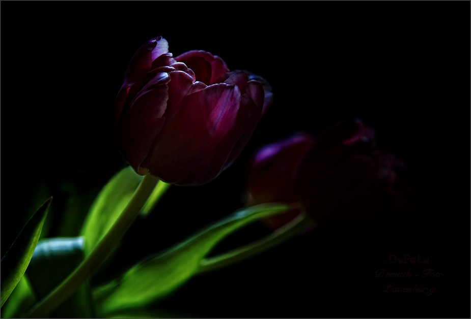 Tulpen (3)
