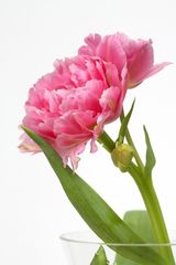 Tulpen 3