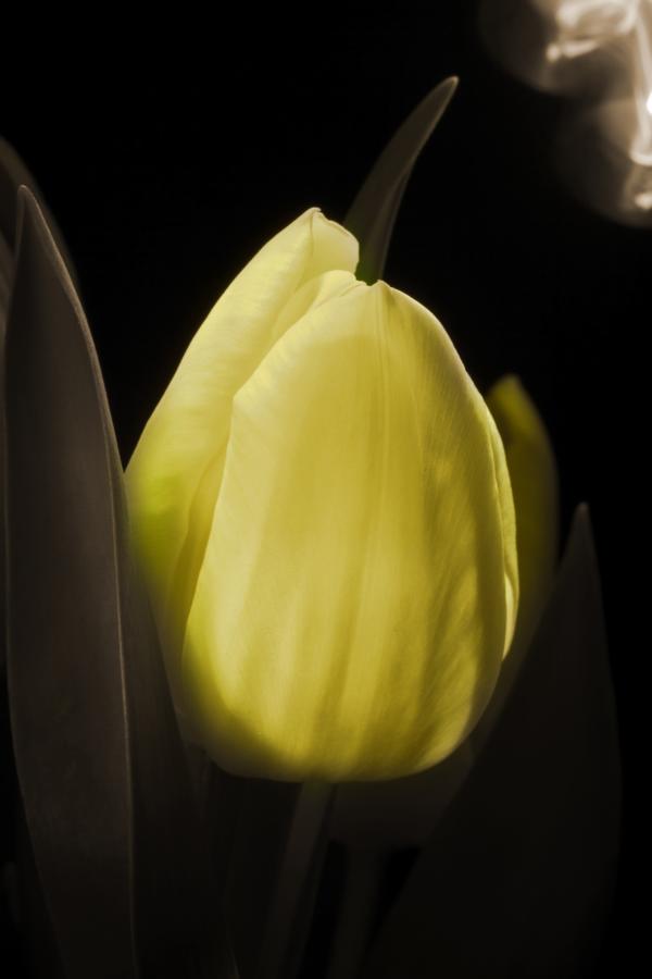 Tulpen 3