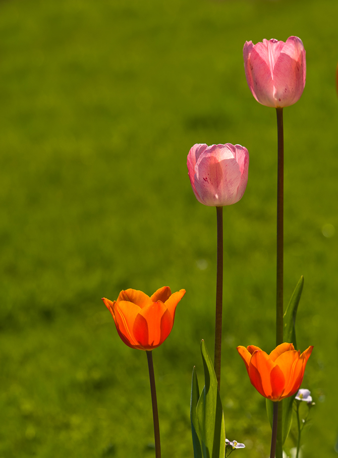 Tulpen 3