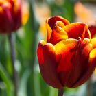 Tulpen (3)