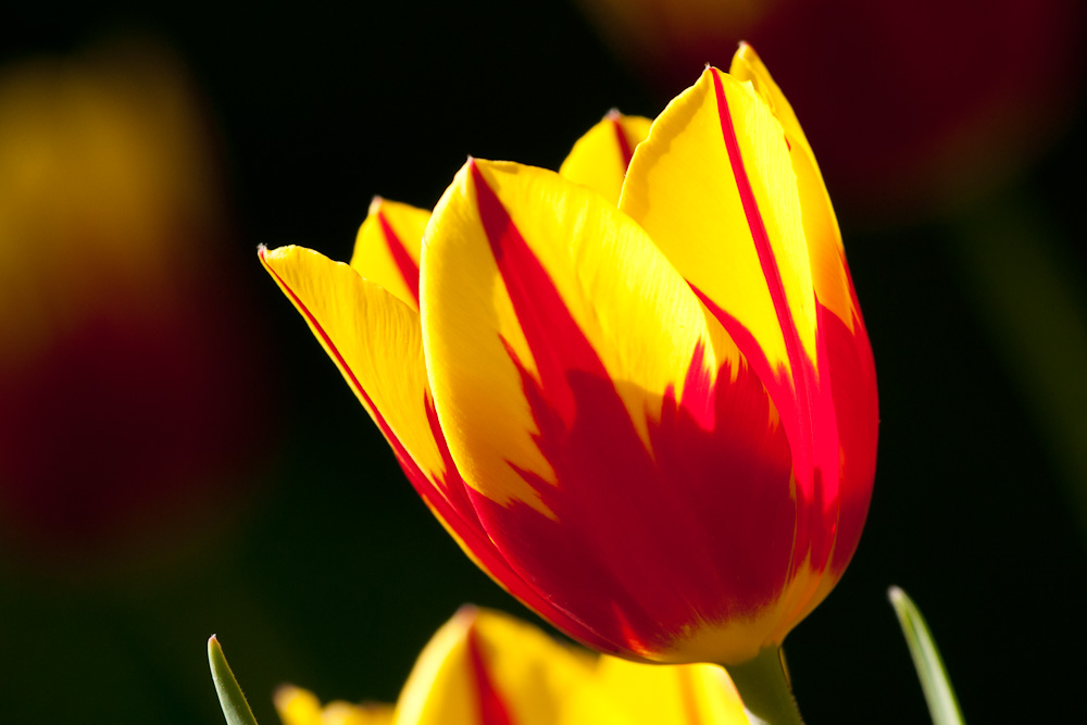 Tulpen 3