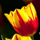 Tulpen 3