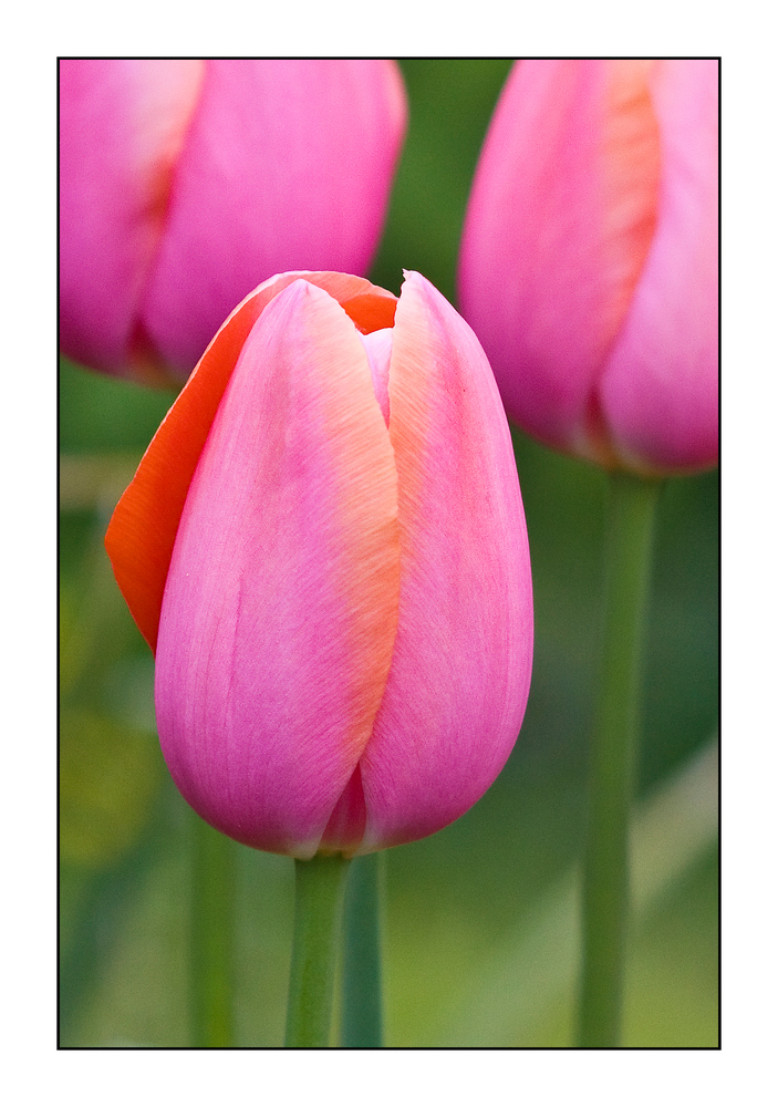 Tulpen 3