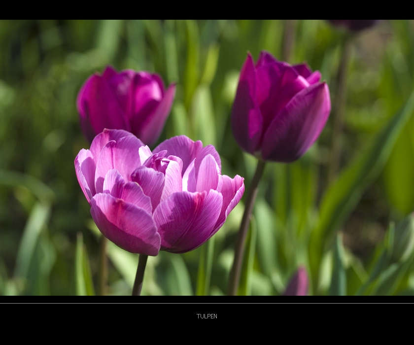 Tulpen #3