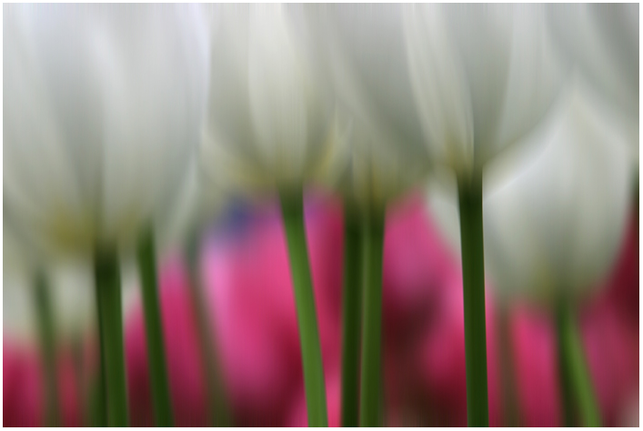 Tulpen 3