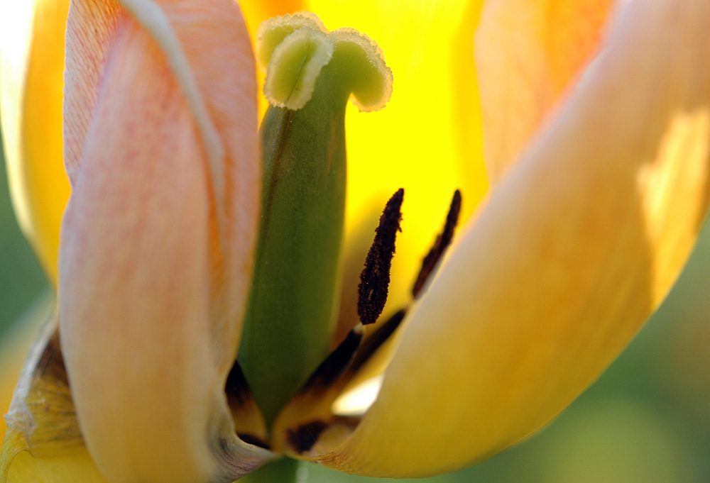 Tulpen #3