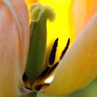 Tulpen #3