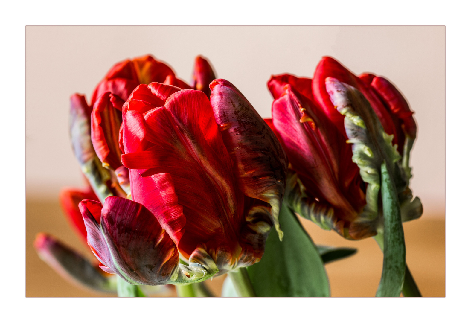 Tulpen 3