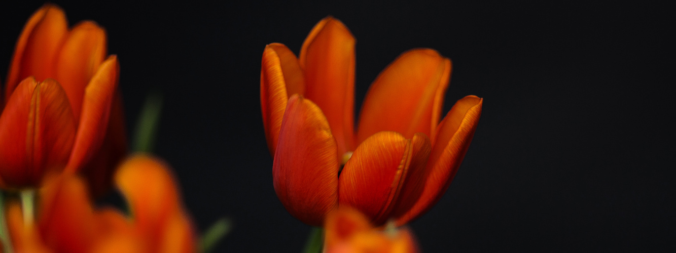 Tulpen 3