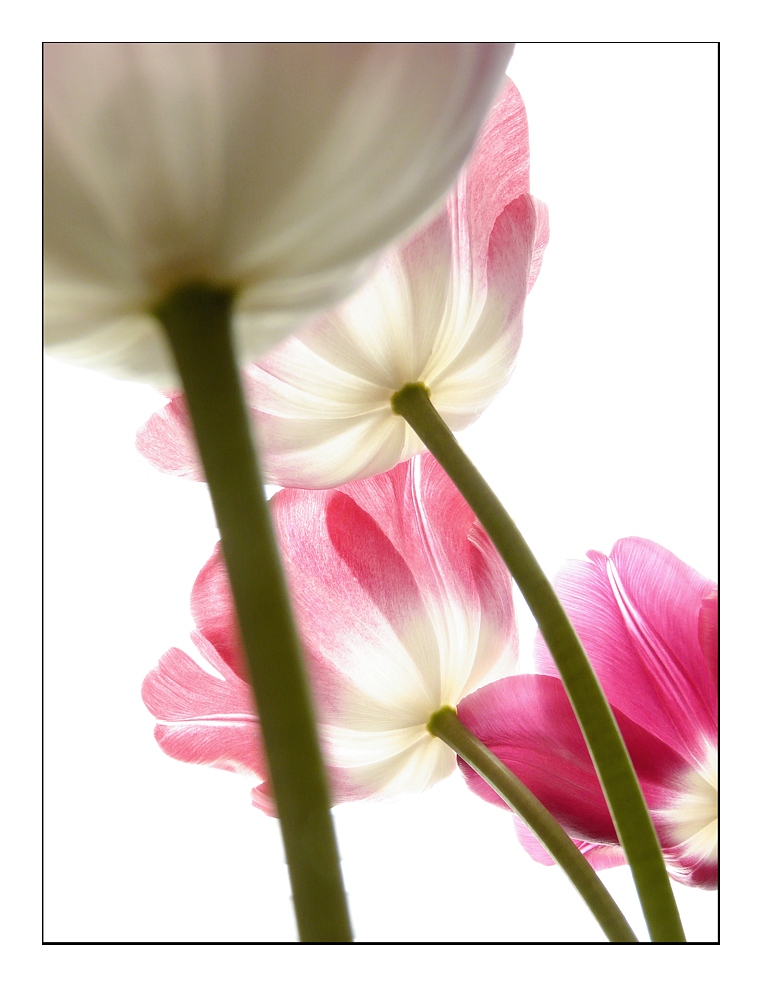 Tulpen 3