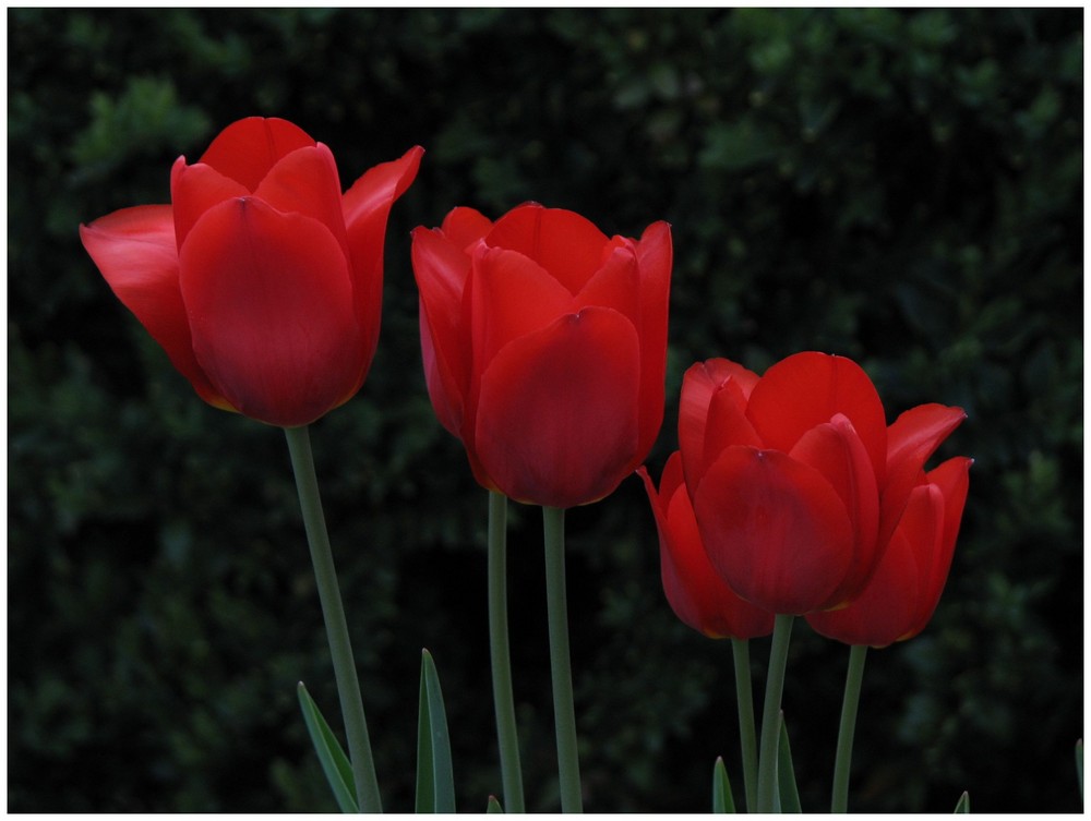 Tulpen 3-fache Wirkung