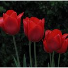 Tulpen 3-fache Wirkung