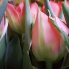 Tulpen 3 (Kunstfilter Aquarell)