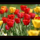 tulpen...