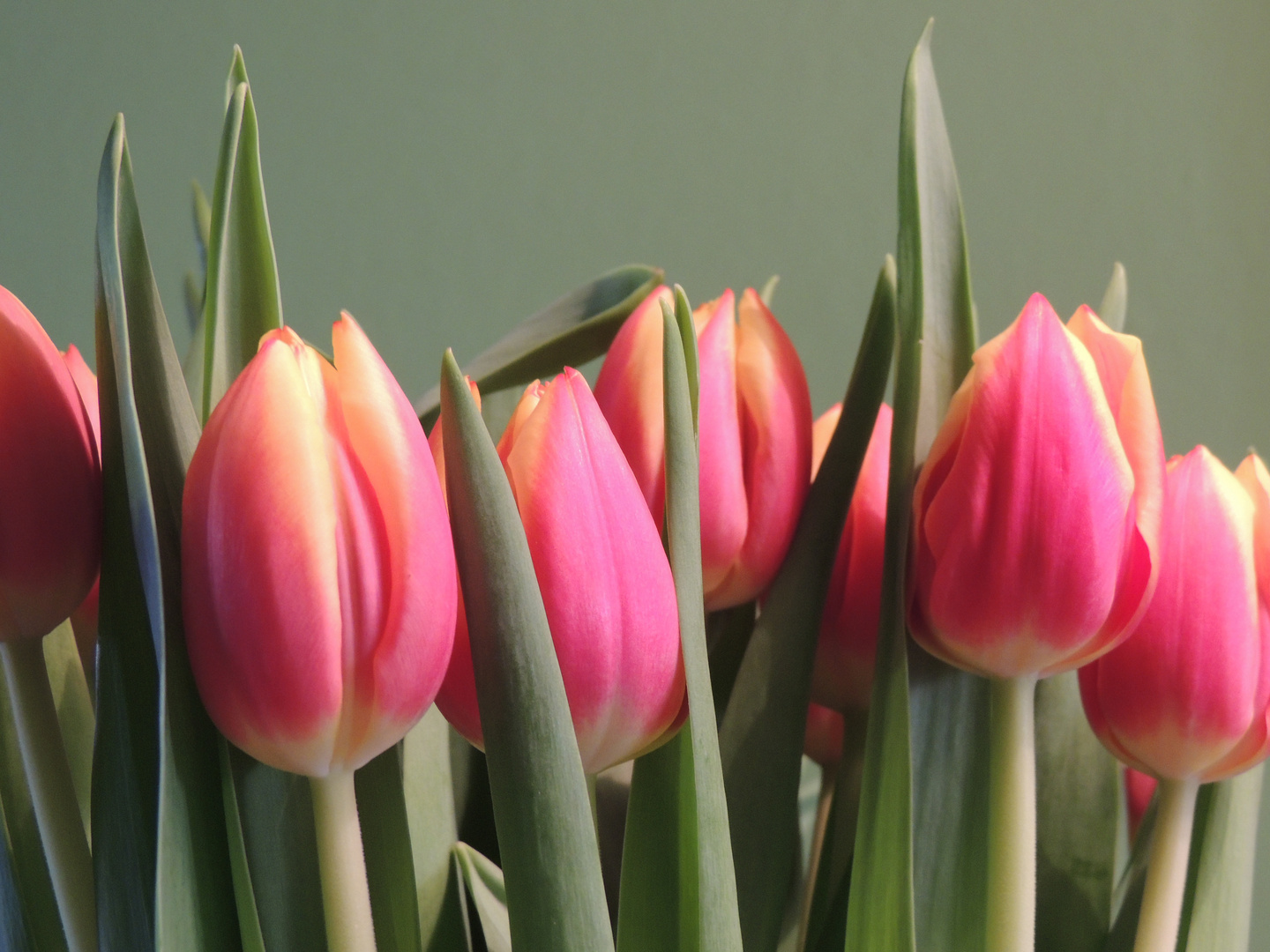 Tulpen